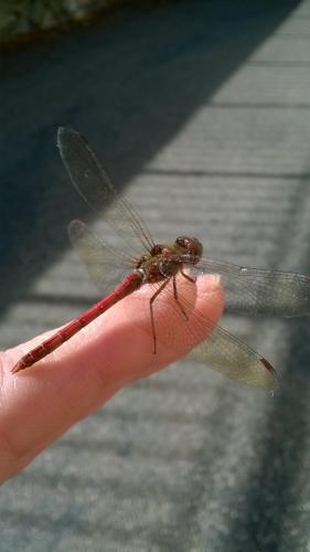 Réf. 189 254 : Sympetrum striolatum