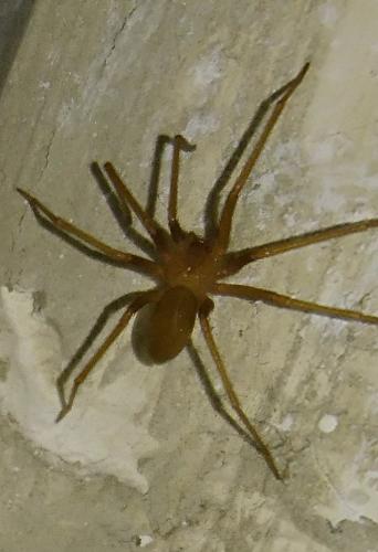 Loxosceles rufescens