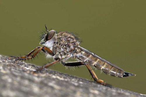Tolmerus atricapillus