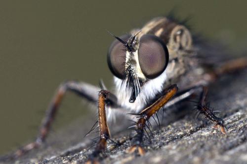 Tolmerus atricapillus