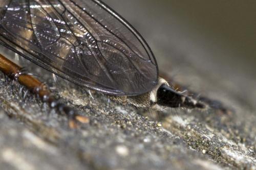 Tolmerus atricapillus