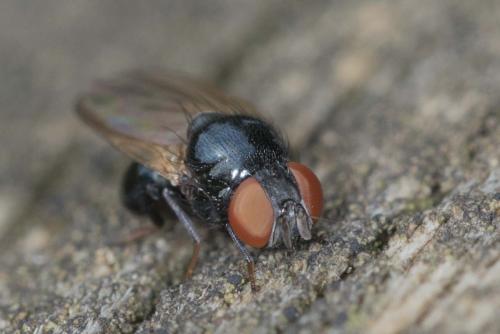 Lonchaea sp.