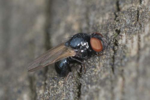 Lonchaea sp.