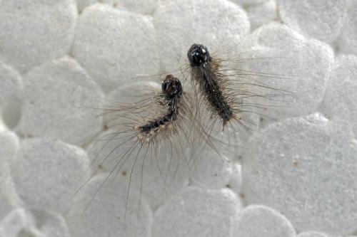 Lymantria dispar