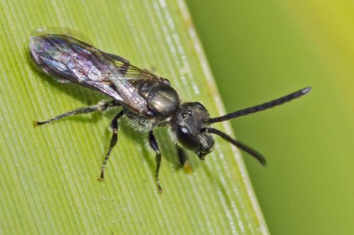 Réf. 189 576 : Lasioglossum sp.