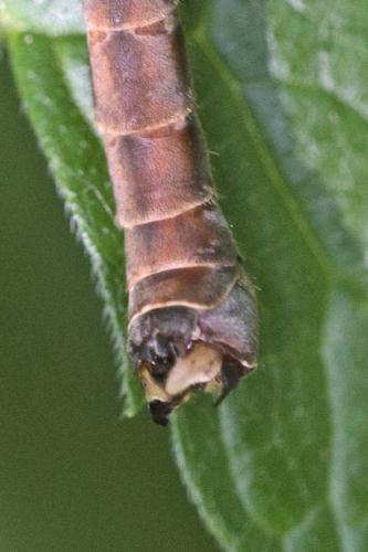 Tipula maxima