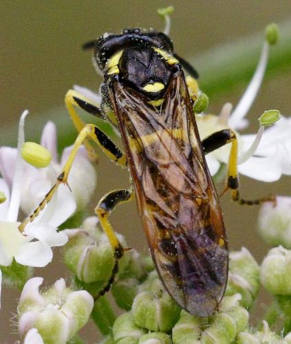Réf. 189 132 : Tenthredo arcuata