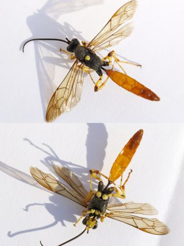 Protichneumon pisorius