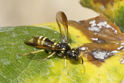 Allantus viennensis