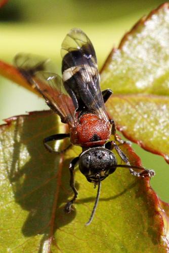 Réf. 189 115 : Oryttus concinnus
