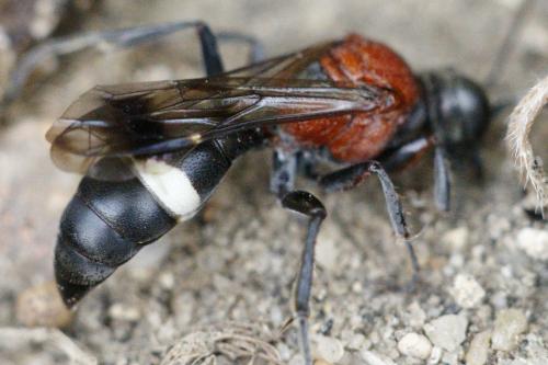 Oryttus concinnus