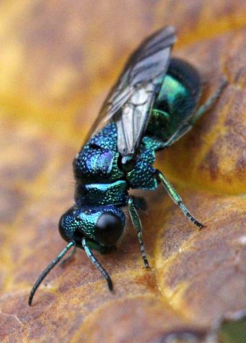 Réf. 189 345 : Pseudomalus violaceus