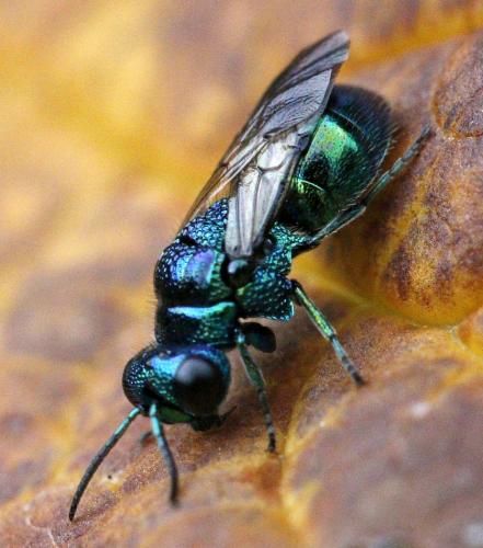 Réf. 189 318 : Pseudomalus violaceus