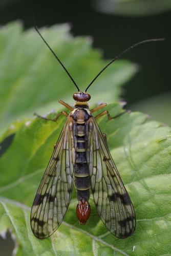 Panorpa cognata