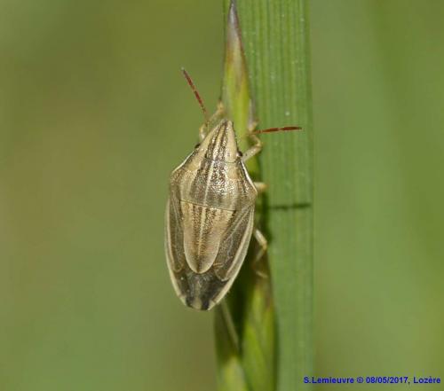 Réf. 189 923 : Aelia acuminata