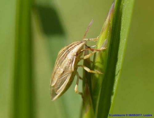 Réf. 189 925 : Aelia acuminata