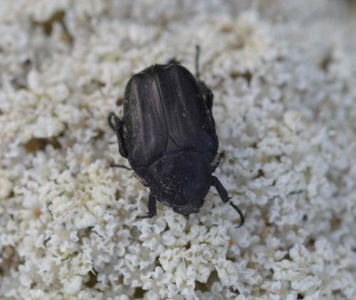 Oxythyrea funesta