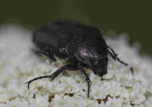Oxythyrea funesta