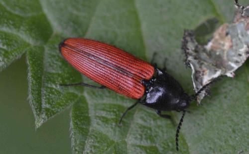 Réf. 189 202 : Ampedus sp.