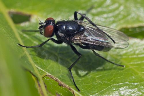 Hydrotaea diabolus