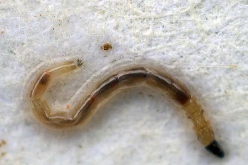 Dasyhelea sp.