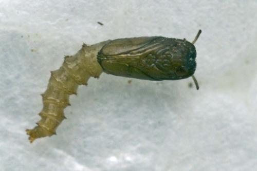 Réf. 189 773 : Dasyhelea sp.