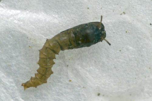 Dasyhelea sp.