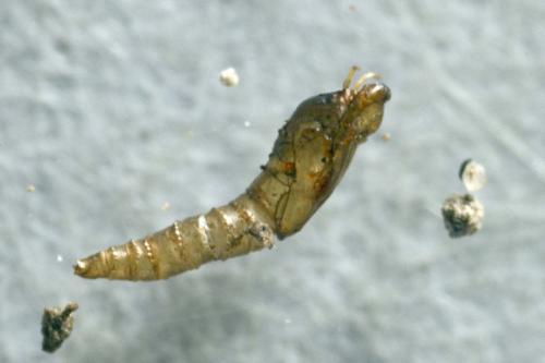 Dasyhelea sp.