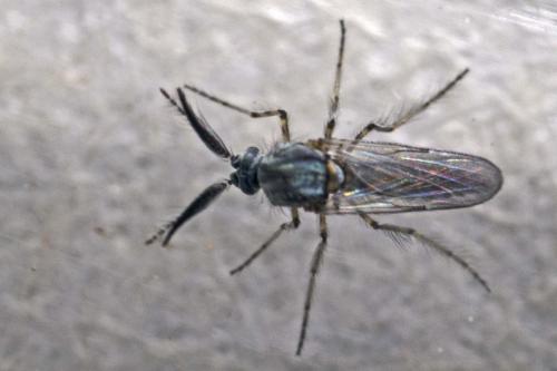 Dasyhelea sp.