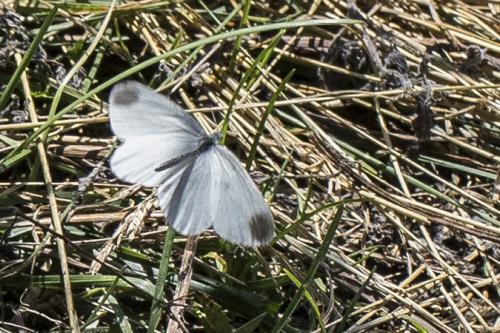 Leptidea sp.