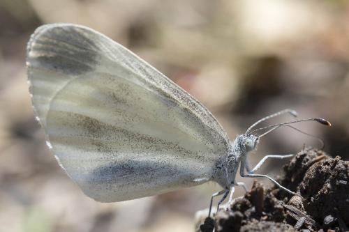 Réf. 189 065 : Leptidea sp.