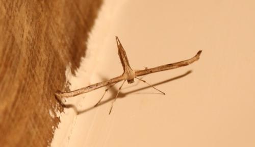 Emmelina monodactyla
