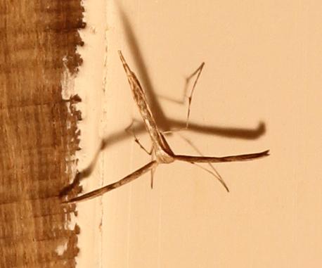 Emmelina monodactyla