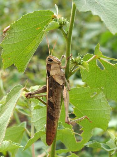 Réf. 189 950 : Acanthacris ruficornis ruficornis