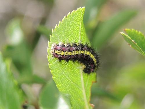 Aglaope infausta