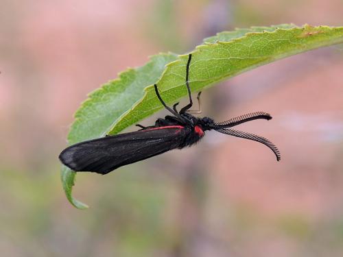 Aglaope infausta