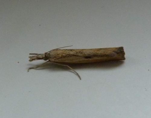 Réf. 189 122 : Agriphila inquinatella