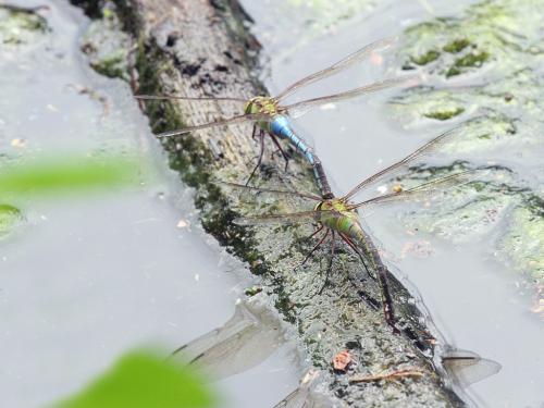 Réf. 189 083 : Anax junius