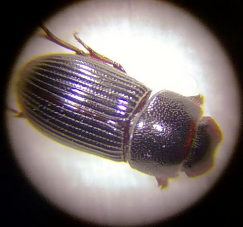 Ataenius sp.