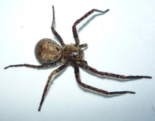 Sinopoda sp.