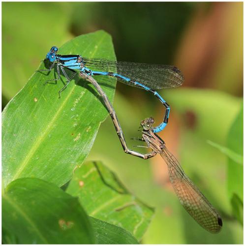 Réf. 189 109 : Argia elongata
