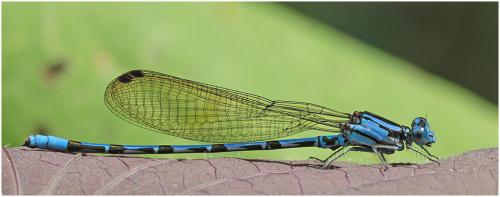 Réf. 189 105 : Argia elongata