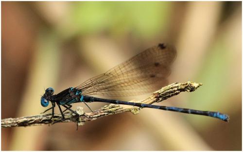 Argia elongata