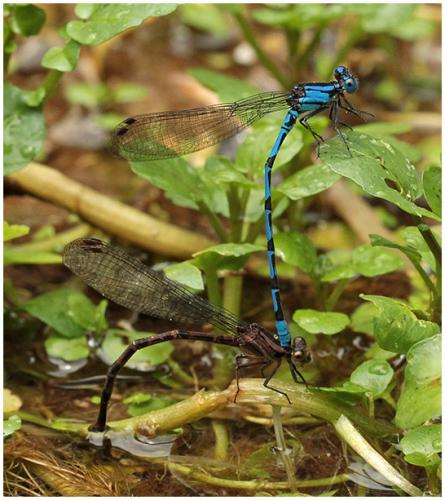 Argia elongata