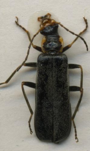 Podabrus alpinus