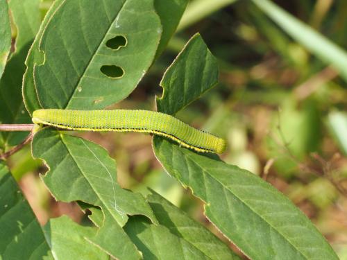 Catopsilia florella