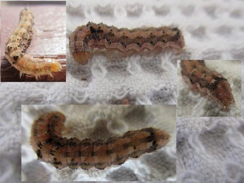 Helicoverpa armigera