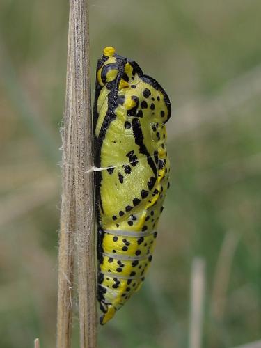 Aporia crataegi
