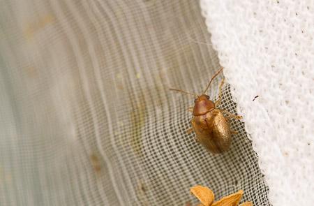 Eucolaspis brunnea