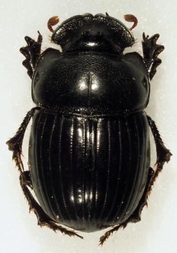 Réf. 189 007 : Copris sp.